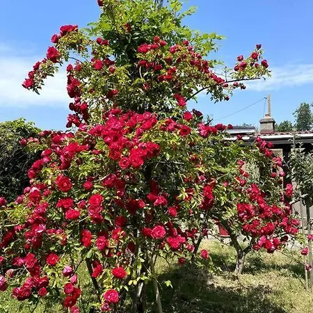 Stella Mare Charmante Maison Proche Du Touquet *