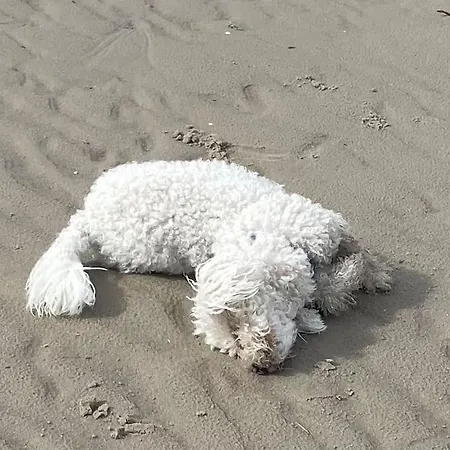 Stella Mare Charmante Maison Proche Du Touquet Holiday home *