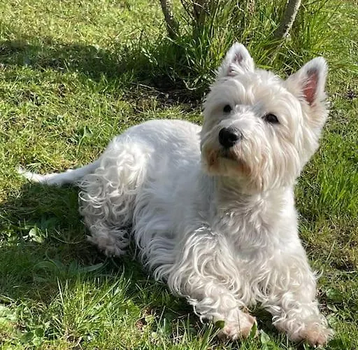 Charmante Maison Individuelle Proche Du Touquet Hébergement de vacances Cucq